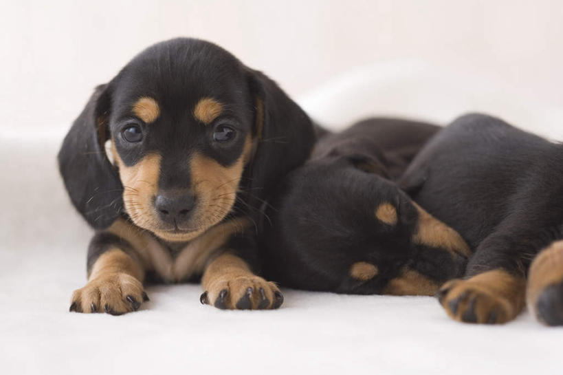 无人,闭眼,睡,竖图,室内,白天,正面,宠物,狗,朦胧,模糊,腊肠犬,毯子,迷你腊肠犬,腊肠狗,动物,趴着,两只,可爱,摄影,影棚,忠诚,迷你腊肠狗,犬,闭眼睛,闭着眼,闭着眼睛,困,困觉,趴,寝息,睡觉,半身,彩图,影棚拍摄,拍摄