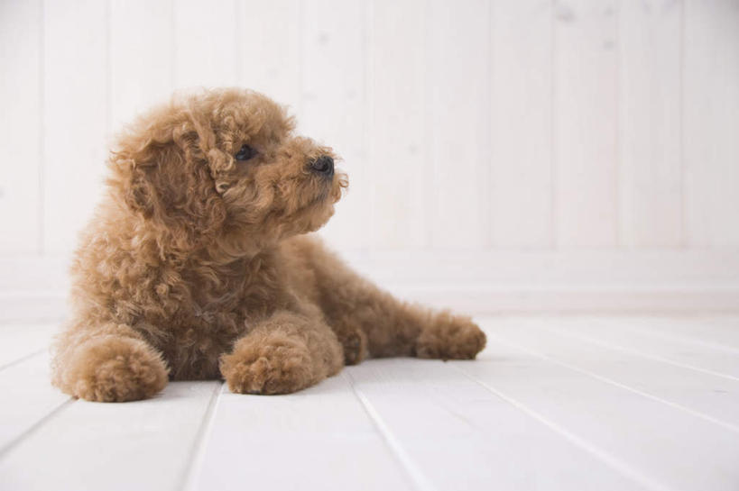 无人,坐,横图,室内,白天,白色背景,正面,地板,宠物,狗,地面,注视,贵宾犬,泰迪犬,木地板,一只,动物,观察,看,可爱,摄影,影棚,观看,察看,关注,贵妇犬,忠诚,玩具贵宾犬,泰迪,犬,坐着,彩图,全身,影棚拍摄,拍摄