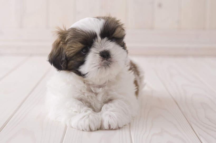 无人,坐,横图,室内,白天,白色背景,正面,地板,宠物,狗,地面,狮子狗,木地板,一只,动物,可爱,摄影,影棚,西施犬,忠诚,赛珠犬,狮子犬,西施狗,犬,坐着,彩图,全身,影棚拍摄,拍摄