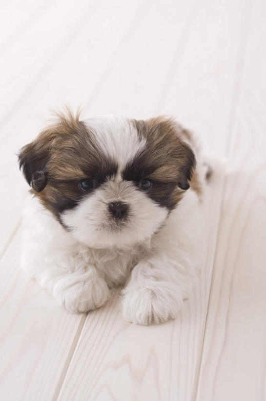 无人,坐,竖图,俯视,室内,白天,白色背景,地板,宠物,狗,地面,木地板,一只,动物,可爱,摄影,影棚,西施犬,忠诚,西施狗,犬,坐着,彩图,高角度拍摄,全身,影棚拍摄,拍摄