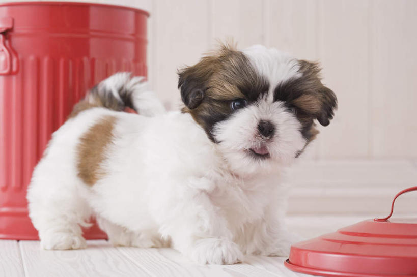 无人,站,横图,室内,白天,白色背景,正面,地板,宠物,狗,桶,地面,注视,木地板,一只,动物,容器,观察,看,站着,可爱,摄影,影棚,观看,储藏,察看,储存,关注,西施犬,忠诚,西施狗,犬,站立,彩图,全身,影棚拍摄,拍摄,贮存