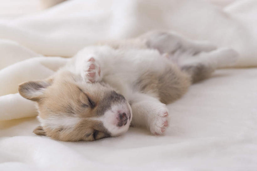 无人,坐,闭眼,睡,横图,室内,白天,白色背景,正面,宠物,狗,朦胧,模糊,毯子,柯基犬,威尔士柯基犬,一只,动物,可爱,摄影,影棚,牧羊犬,忠诚,彭布罗克柯基犬,彭布罗克威尔士柯基犬,犬,闭眼睛,闭着眼,闭着眼睛,困,困觉,寝息,睡觉,坐着,半身,彩图,影棚拍摄,拍摄