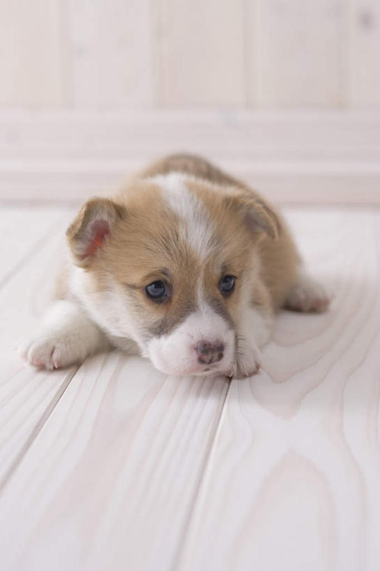 无人,坐,竖图,室内,白天,白色背景,正面,地板,宠物,狗,地面,柯基犬,威尔士柯基犬,注视,木地板,一只,动物,观察,看,可爱,摄影,影棚,牧羊犬,观看,察看,关注,忠诚,彭布罗克柯基犬,彭布罗克威尔士柯基犬,犬,坐着,半身,彩图,影棚拍摄,拍摄