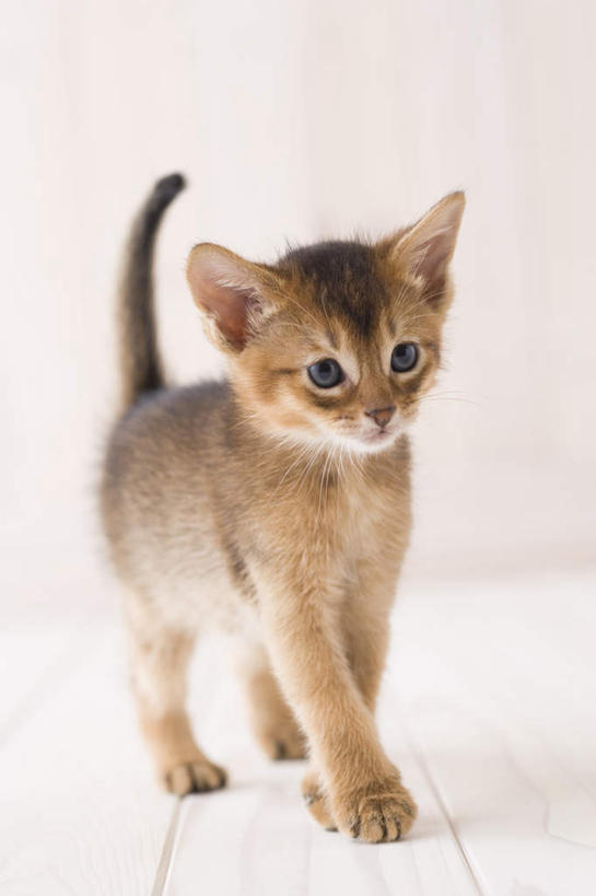 无人,站,竖图,室内,白天,白色背景,正面,地板,宠物,猫,地面,注视,木地板,一只,动物,观察,看,站着,可爱,摄影,阿比西尼亚猫,影棚,观看,察看,关注,站立,彩图,全身,影棚拍摄,拍摄