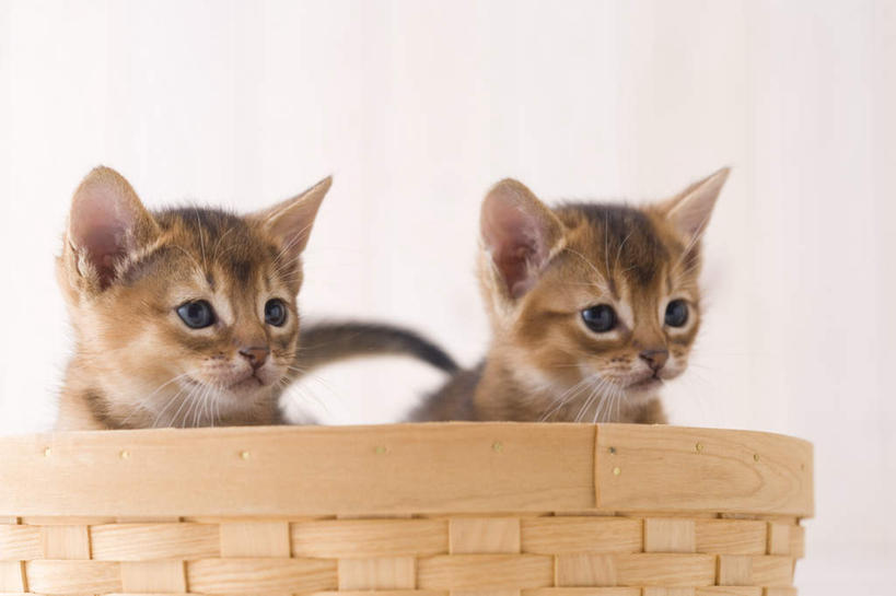 无人,站,横图,室内,白天,白色背景,正面,宠物,猫,篮子,注视,动物,观察,看,站着,两只,可爱,摄影,阿比西尼亚猫,影棚,观看,察看,关注,站立,彩图,全身,影棚拍摄,拍摄