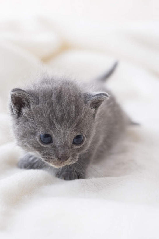 无人,竖图,室内,白天,白色背景,正面,宠物,狗,猫,纺织品,朦胧,模糊,装饰,毛毯,毯子,注视,狮子狗,纺织,一只,动物,垫子,观察,看,温暖,可爱,摄影,影棚,观看,华丽,修饰,点缀,察看,关注,西施犬,赛珠犬,衬托,美观,雅致,雅观,狮子犬,西施狗,沙特尔蓝猫,夏特尔猫,彩图,全身,影棚拍摄,拍摄