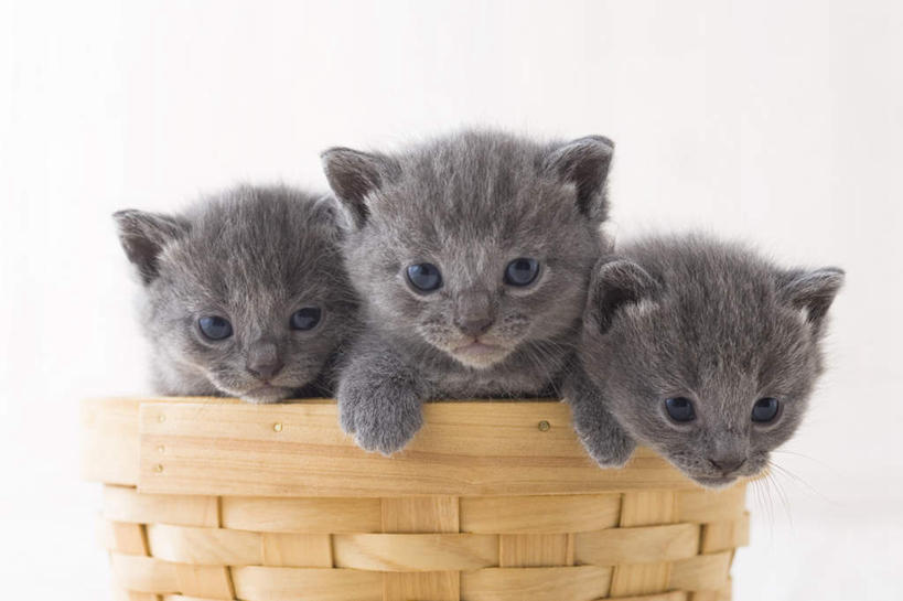 无人,站,交叉,横图,室内,白天,白色背景,正面,竹子,宠物,狗,猫,三只,竹制,编织,篮子,狮子狗,动物,竹篮,站着,可爱,摄影,影棚,竹条,交织,竹制品,西施犬,赛珠犬,狮子犬,西施狗,穿插,沙特尔蓝猫,夏特尔猫,站立,彩图,全身,影棚拍摄,拍摄