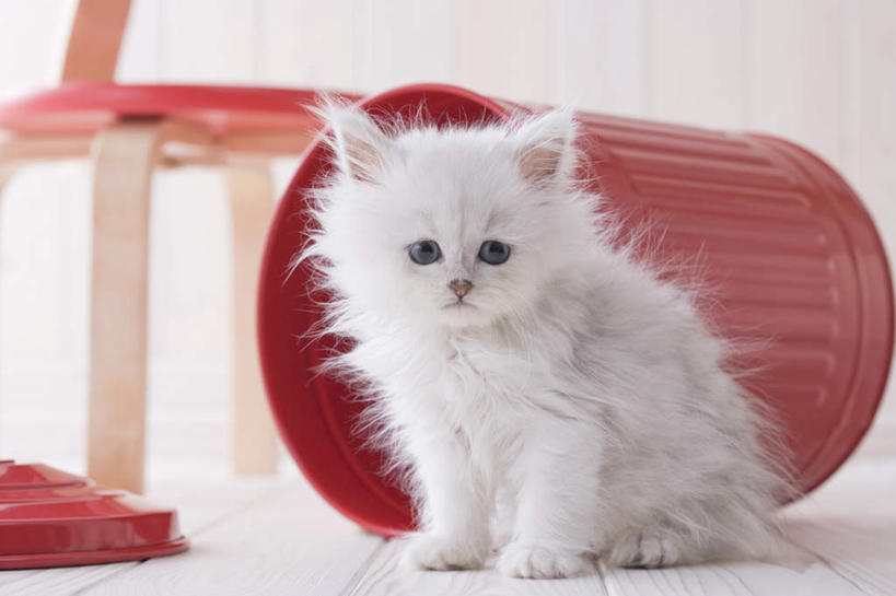 无人,站,横图,室内,白天,白色背景,正面,地板,宠物,猫,桶,波斯猫,地面,注视,木地板,一只,动物,容器,观察,看,站着,可爱,摄影,影棚,观看,储藏,察看,储存,关注,站立,彩图,全身,影棚拍摄,拍摄,贮存