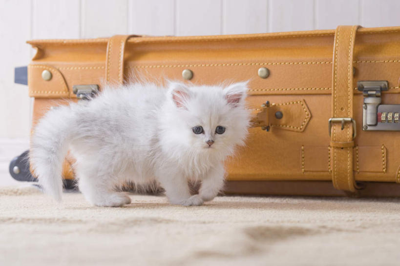 无人,站,横图,室内,白天,白色背景,侧面,地板,柜子,宠物,猫,波斯猫,地面,注视,木地板,一只,动物,橱柜,观察,看,站着,可爱,摄影,影棚,观看,察看,关注,站立,彩图,全身,影棚拍摄,拍摄