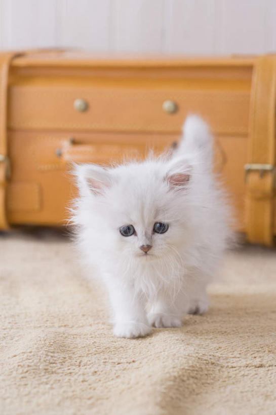 无人,站,竖图,室内,白天,白色背景,正面,地板,柜子,宠物,猫,波斯猫,地面,注视,木地板,一只,动物,橱柜,观察,看,站着,可爱,摄影,影棚,观看,察看,关注,站立,彩图,全身,影棚拍摄,拍摄