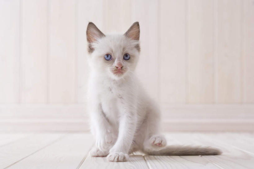 无人,坐,横图,室内,白天,白色背景,正面,地板,宠物,猫,朦胧,模糊,地面,注视,木地板,一只,动物,观察,看,可爱,摄影,影棚,观看,察看,关注,布偶猫,布拉多尔猫,坐着,彩图,全身,影棚拍摄,拍摄