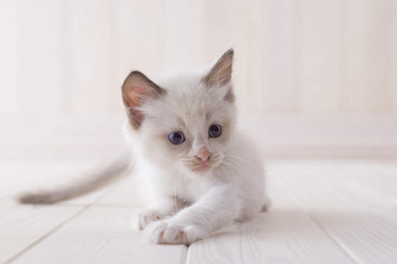 无人,坐,横图,室内,白天,白色背景,正面,地板,宠物,猫,朦胧,模糊,地面,注视,木地板,一只,动物,观察,看,可爱,摄影,影棚,观看,察看,关注,布偶猫,布拉多尔猫,坐着,彩图,全身,影棚拍摄,拍摄