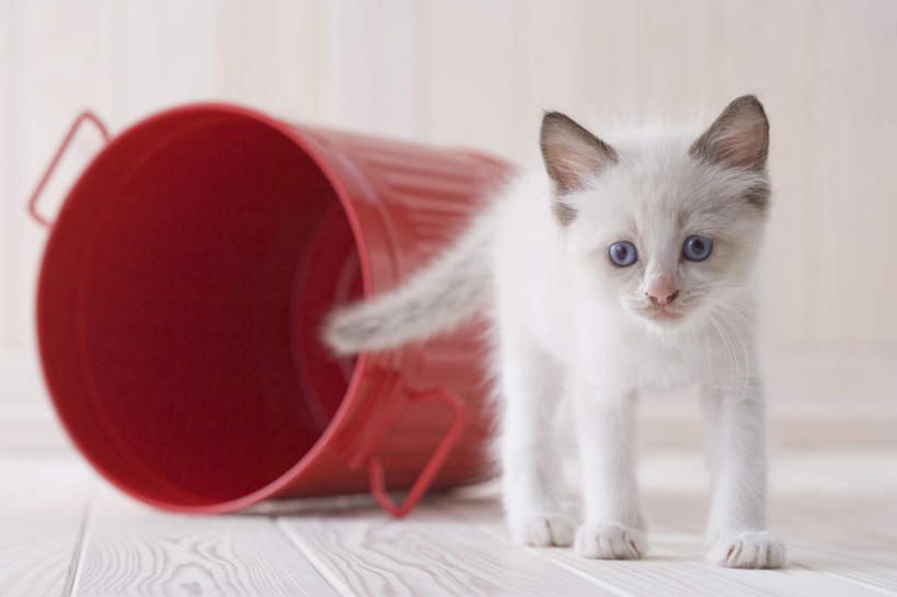 无人,站,横图,室内,白天,白色背景,正面,地板,宠物,猫,桶,地面,注视,木地板,一只,动物,容器,观察,看,站着,可爱,摄影,影棚,观看,储藏,察看,储存,关注,布偶猫,布拉多尔猫,站立,彩图,全身,影棚拍摄,拍摄,贮存