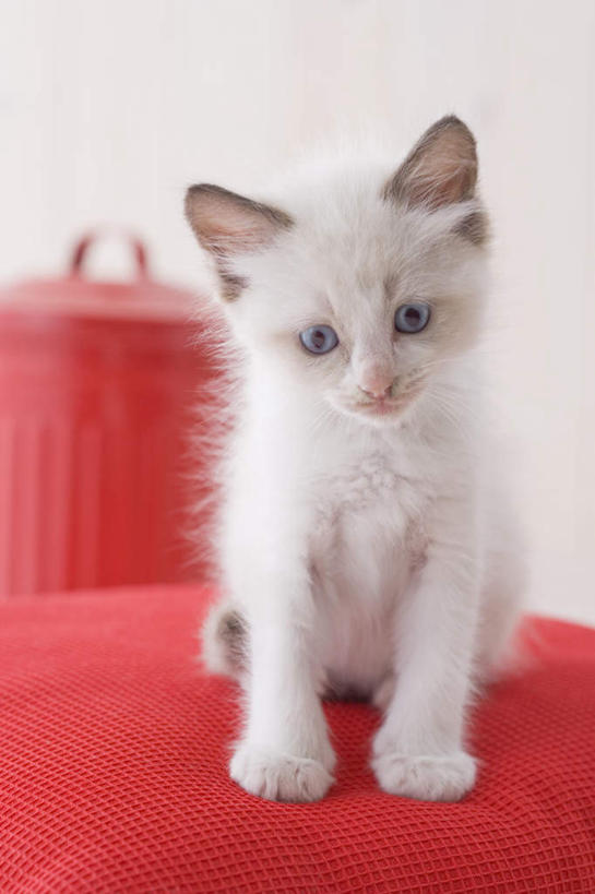 无人,坐,竖图,室内,白天,白色背景,正面,宠物,猫,椅子,朦胧,模糊,注视,一只,动物,观察,看,可爱,摄影,影棚,观看,察看,关注,布偶猫,布拉多尔猫,坐着,彩图,全身,影棚拍摄,拍摄