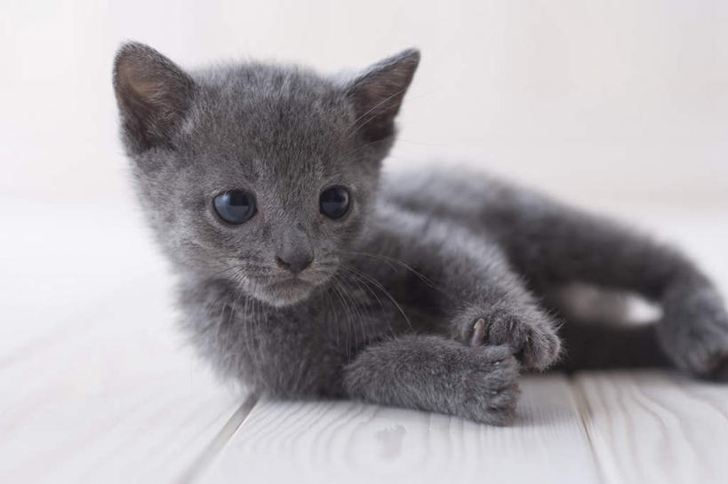 无人,坐,横图,室内,白天,白色背景,正面,地板,宠物,猫,朦胧,模糊,俄罗斯蓝猫,地面,注视,木地板,一只,动物,观察,看,可爱,摄影,影棚,观看,察看,关注,阿契安吉蓝猫,俄国蓝猫,马耳他猫,坐着,彩图,全身,影棚拍摄,拍摄