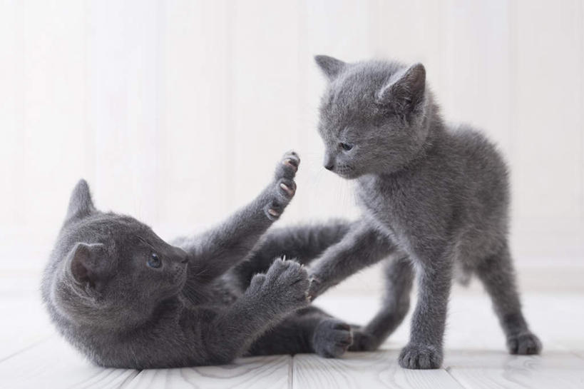 无人,站,躺,横图,室内,白天,白色背景,侧面,地板,宠物,猫,朦胧,模糊,俄罗斯蓝猫,地面,注视,木地板,动物,观察,看,站着,两只,可爱,摄影,影棚,观看,察看,关注,阿契安吉蓝猫,俄国蓝猫,马耳他猫,卧着,躺着,卧,站立,彩图,全身,影棚拍摄,拍摄