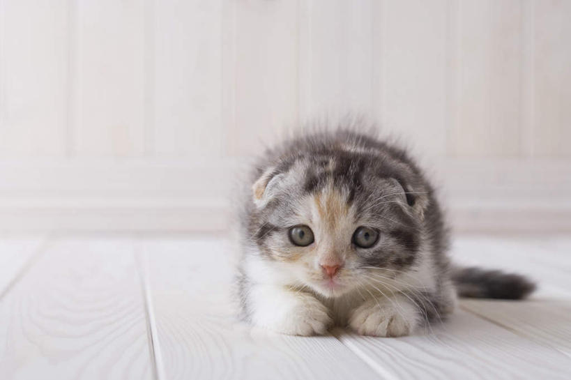 无人,横图,室内,白天,白色背景,正面,地板,宠物,猫,朦胧,模糊,地面,木地板,一只,动物,趴着,可爱,摄影,影棚,苏格兰折耳猫,苏格兰弯耳猫,趴,彩图,全身,影棚拍摄,拍摄