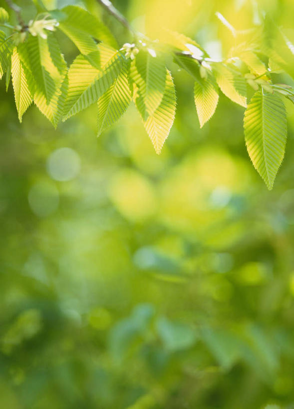 无人,竖图,室外,特写,白天,正面,美景,植物,叶子,日本,亚洲,阴影,朦胧,模糊,光线,影子,景观,绿叶,树,树木,绿色,阳光,自然,嫩叶,景色,生长,成长,自然风光,东亚,本州,关东地方,本州岛,日本国,栃木,栃木县,叶,叶片,彩图