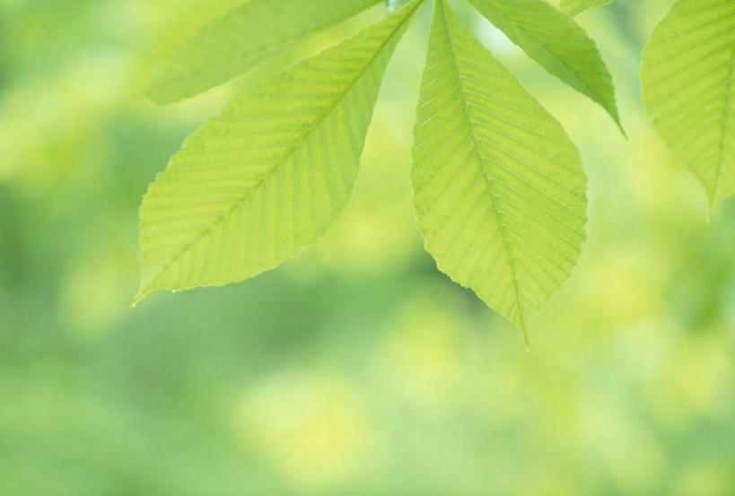 无人,横图,室外,特写,白天,正面,美景,叶子,日本,亚洲,朦胧,模糊,景观,绿叶,自然,嫩叶,景色,自然风光,东亚,本州,本州岛,日本国,青森,青森县,东北地方,叶,叶片,彩图