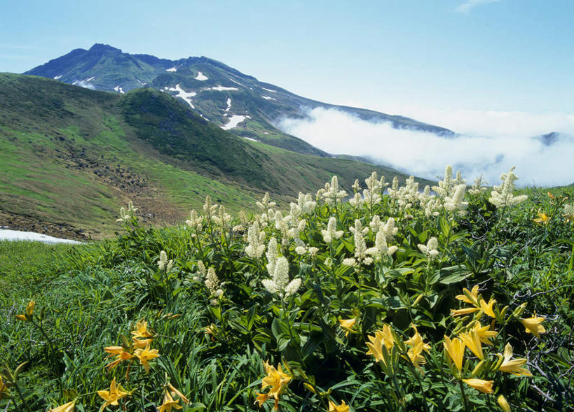无人,横图,室外,白天,正面,旅游,度假,草地,草坪,花海,花圃,美景,山,植物,雾,叶子,日本,亚洲,朦胧,模糊,盛开,景观,山峰,山峦,花蕾,娱乐,草,花,花瓣,花朵,鲜花,绿色,自然,花丛,花束,花田,花苞,花蕊,享受,休闲,景色,放松,迷雾,自然风光,东亚,本州,本州岛,日本国,东北地方,山形,山形县,大雾,黄花菜,玩耍,彩图