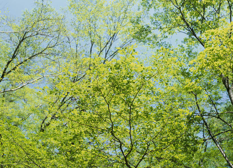 无人,横图,室外,白天,仰视,旅游,度假,美景,植物,叶子,长野县,日本,亚洲,景观,绿叶,娱乐,树,树木,绿色,自然,享受,休闲,嫩叶,景色,放松,生长,成长,自然风光,东亚,本州,本州岛,日本国,中部地方,长野,北安,北安昙郡,叶,叶片,彩图,低角度拍摄