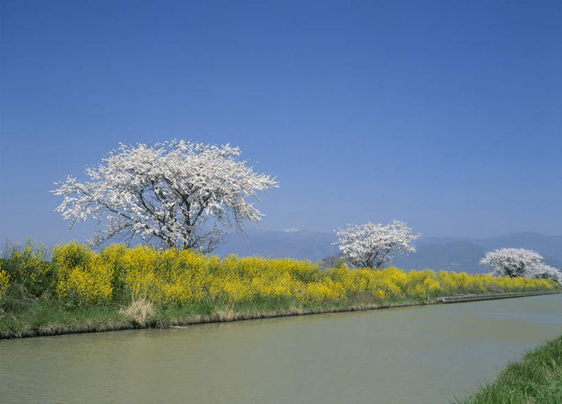无人,横图,室外,白天,正面,旅游,度假,幸福,纯洁,河流,美景,水,樱花,日本,亚洲,盛开,河水,景观,水流,花蕾,娱乐,花,花瓣,花朵,鲜花,粉色,蓝色,蓝天,天空,自然,天,花苞,花蕊,享受,休闲,景色,放松,等待,生命,自然风光,东亚,本州,本州岛,日本国,近畿地方,近畿,滋贺,滋贺县,仙樱花,福岛樱,青肤樱,高尚,热烈,长滨,长滨市,荆桃,彩图