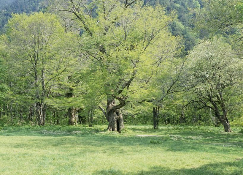 无人,横图,室外,白天,正面,旅游,度假,草地,草坪,美景,森林,树林,植物,长野县,日本,亚洲,景观,娱乐,草,树,树木,绿色,自然,享受,休闲,景色,放松,生长,成长,自然风光,东亚,本州,本州岛,日本国,中部地方,长野,松本市,松本城,彩图