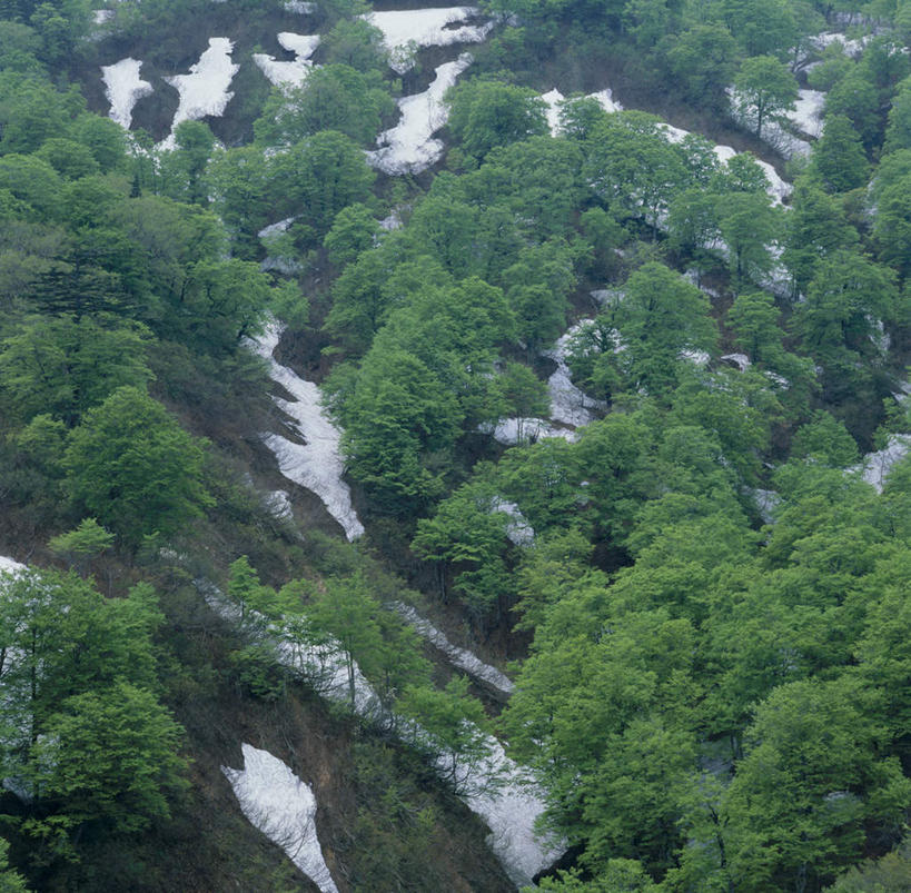 无人,横图,俯视,航拍,室外,白天,旅游,度假,美景,森林,树林,雪,植物,大雪,叶子,长野县,日本,亚洲,积雪,景观,雪景,冬天,绿叶,娱乐,树,树木,绿色,自然,享受,休闲,嫩叶,景色,放松,生长,成长,鸟瞰,自然风光,东亚,本州,本州岛,日本国,中部地方,长野,北安,北安昙郡,叶,叶片,彩图,高角度拍摄
