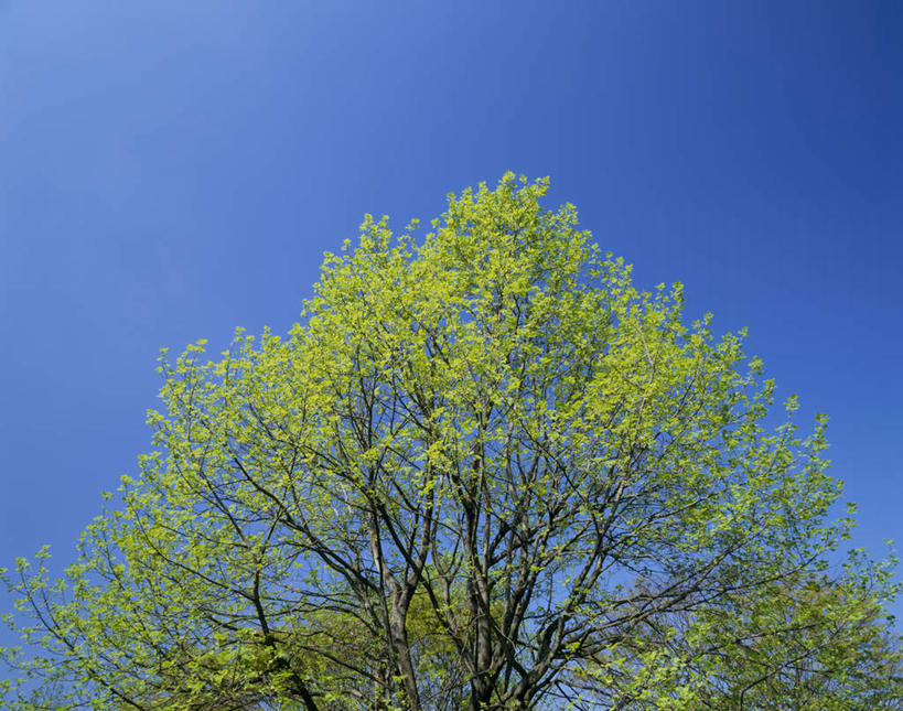 无人,横图,室外,白天,仰视,旅游,度假,美景,植物,叶子,长野县,日本,亚洲,景观,绿叶,娱乐,树,树木,蓝色,绿色,蓝天,天空,自然,天,享受,休闲,嫩叶,景色,放松,生长,晴朗,成长,自然风光,东亚,本州,万里无云,本州岛,日本国,中部地方,长野,北安,北安昙郡,叶,叶片,晴空,晴空万里,彩图,低角度拍摄