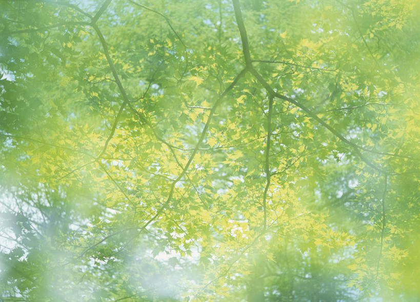 无人,横图,室外,白天,仰视,旅游,度假,美景,森林,树林,植物,叶子,长野县,日本,亚洲,朦胧,模糊,景观,绿叶,娱乐,树,树木,绿色,自然,享受,休闲,嫩叶,景色,放松,生长,成长,自然风光,东亚,本州,本州岛,日本国,中部地方,长野,北安,北安昙郡,叶,叶片,彩图,低角度拍摄