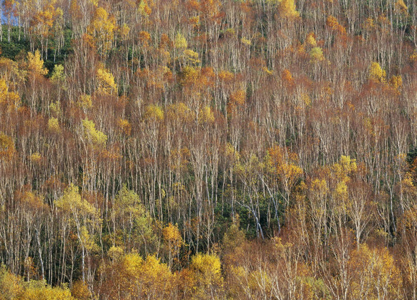 无人,横图,室外,白天,正面,旅游,度假,美景,秋季,森林,树林,植物,叶子,长野县,日本,亚洲,景观,绿叶,娱乐,树,树木,绿色,自然,享受,休闲,嫩叶,景色,放松,生长,成长,自然风光,东亚,本州,本州岛,日本国,中部地方,长野,山之内,山之内町,下高井郡,叶,叶片,秋,秋天,彩图