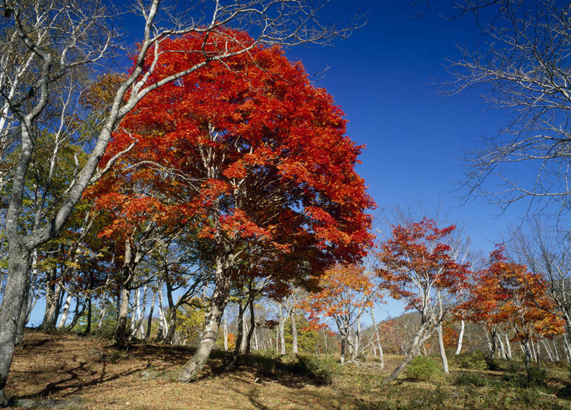 无人,横图,室外,白天,仰视,旅游,度假,美景,秋季,森林,树林,植物,叶子,长野县,日本,亚洲,景观,红叶,绿叶,娱乐,树,树木,蓝色,绿色,蓝天,天空,自然,天,享受,休闲,嫩叶,景色,放松,生长,晴朗,成长,自然风光,东亚,本州,万里无云,本州岛,日本国,中部地方,长野,叶,叶片,晴空,晴空万里,秋,秋天,彩图,低角度拍摄