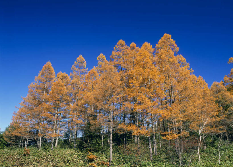 无人,横图,室外,白天,仰视,旅游,度假,草地,草坪,美景,植物,长野县,日本,亚洲,景观,娱乐,草,树,树木,蓝色,绿色,蓝天,天空,自然,天,享受,休闲,景色,放松,生长,晴朗,成长,自然风光,东亚,本州,万里无云,本州岛,日本国,中部地方,长野,山之内,山之内町,下高井郡,晴空,晴空万里,彩图,低角度拍摄