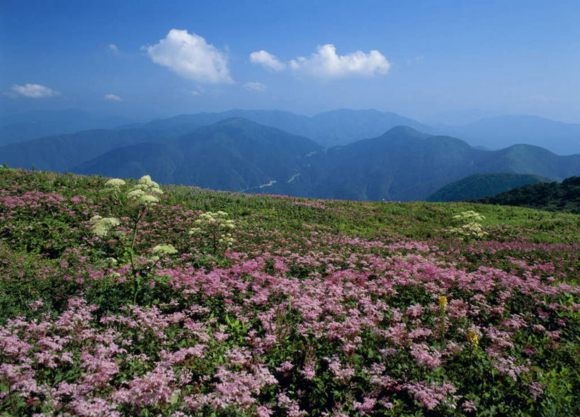 无人,横图,室外,白天,正面,旅游,度假,美景,山,日本,亚洲,朦胧,模糊,盛开,景观,山峰,云,云朵,山峦,花蕾,云彩,娱乐,花,花瓣,花朵,鲜花,蓝色,白云,蓝天,天空,自然,天,花苞,花蕊,享受,休闲,景色,放松,自然风光,东亚,本州,本州岛,日本国,近畿地方,近畿,滋贺,滋贺县,彩图,蚊子草