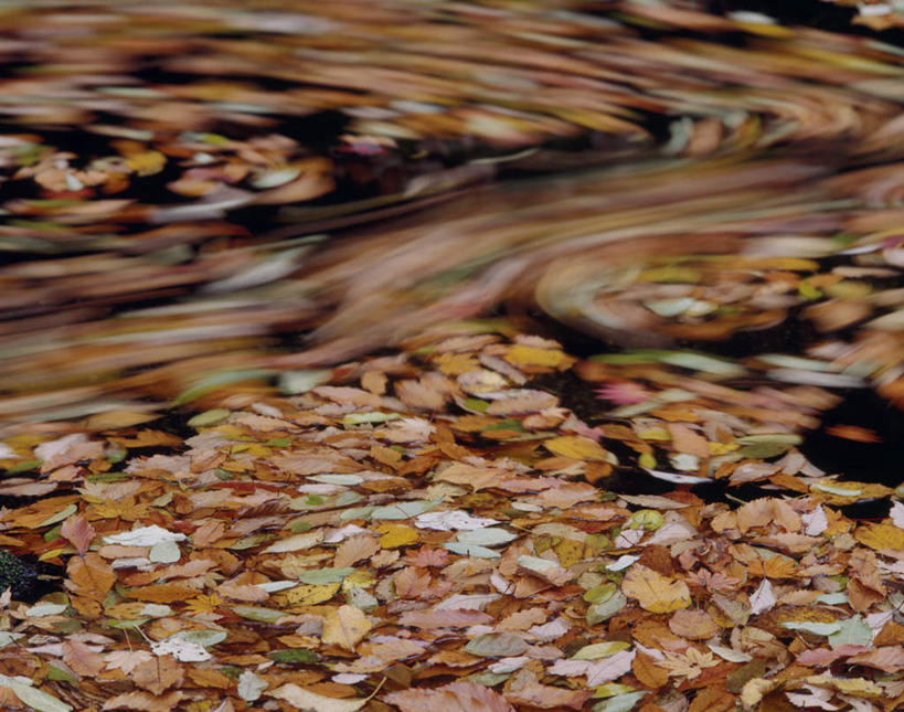 无人,横图,俯视,室外,白天,旅游,度假,美景,叶子,日本,亚洲,朦胧,模糊,景观,绿叶,落叶,娱乐,自然,享受,休闲,嫩叶,景色,放松,自然风光,东亚,本州,本州岛,日本国,青森,青森县,东北地方,十和田市,十和田,叶,叶片,彩图,高角度拍摄