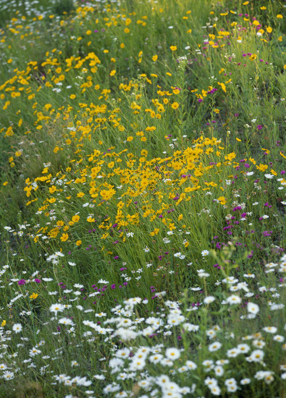 无人,竖图,俯视,室外,白天,旅游,度假,美景,日本,亚洲,盛开,景观,波斯菊,花蕾,娱乐,花,花瓣,花朵,鲜花,自然,花苞,花蕊,享受,休闲,菊花,景色,放松,自然风光,东亚,本州,本州岛,日本国,中部地方,山梨,山梨县,金鸡菊,彩图,高角度拍摄