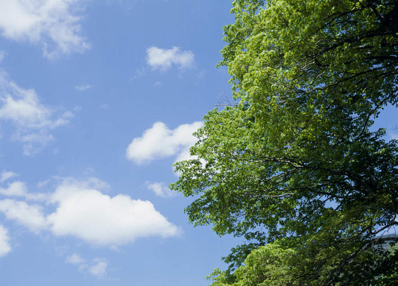 无人,横图,室外,白天,仰视,旅游,度假,美景,树林,植物,叶子,长野县,日本,亚洲,景观,云,云朵,绿叶,云彩,娱乐,树,树木,蓝色,绿色,白云,蓝天,天空,自然,天,享受,休闲,嫩叶,景色,放松,生长,成长,自然风光,东亚,本州,本州岛,日本国,中部地方,长野,北安,北安昙郡,叶,叶片,彩图,低角度拍摄