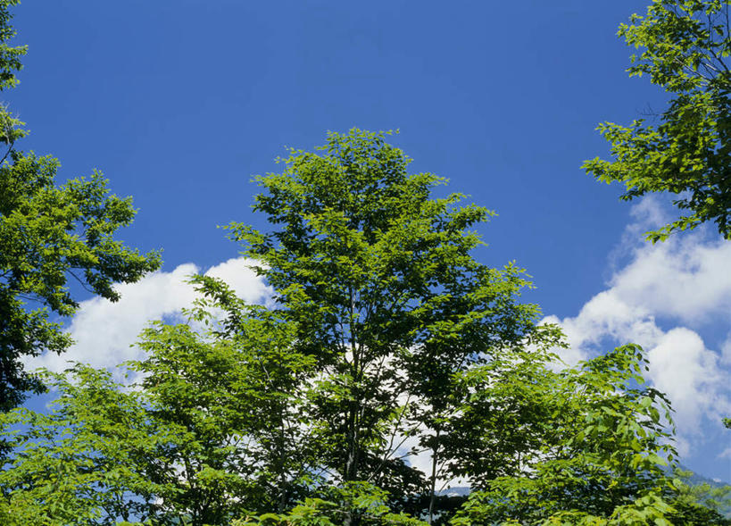 无人,横图,室外,白天,仰视,旅游,度假,美景,植物,叶子,长野县,日本,亚洲,景观,云,云朵,绿叶,云彩,娱乐,树,树木,蓝色,绿色,白云,蓝天,天空,自然,天,享受,休闲,嫩叶,景色,放松,生长,成长,自然风光,东亚,本州,本州岛,日本国,中部地方,长野,北安,北安昙郡,叶,叶片,彩图,低角度拍摄