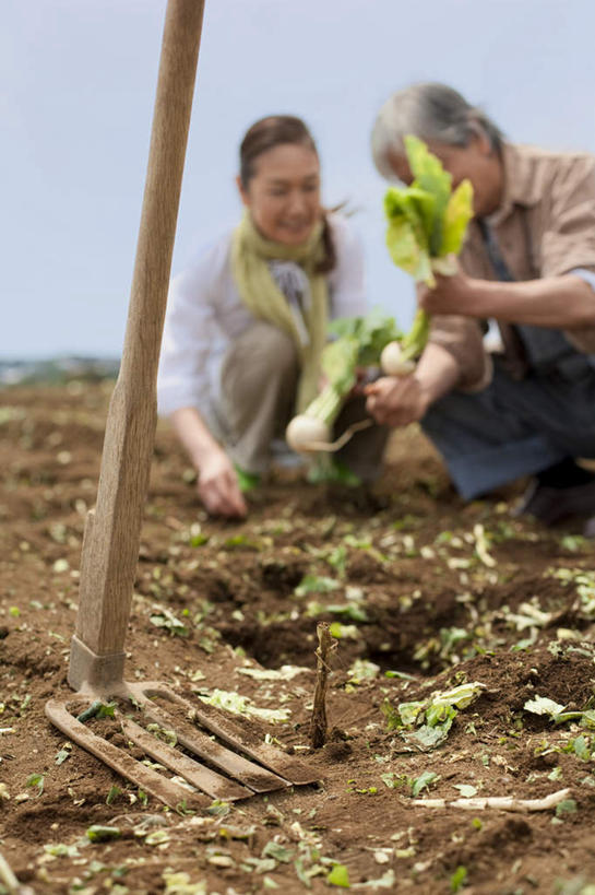 东方人,两个人,夫妻,农田,蹲,说,竖图,室外,白天,正面,爱情,庄稼,萝卜,白萝卜,蔬菜,亚洲,阴影,朦胧,模糊,新鲜,光线,铲子,工具,影子,云,云朵,食品,浪漫,拿,云彩,拿着,注视,黄种人,食物,蓝色,白云,蓝天,天空,阳光,天,观察,看,日本人,恩爱,恋人,有机食品,绿色食品,观看,察看,关注,交流,老年男性,老年女性,男人,男性,女人,女性,亚洲人,情侣,莱菔,蹲着,沟通,讲话,交谈,说话,谈话,彩图,全身,耕地,庄稼田,伴侣
