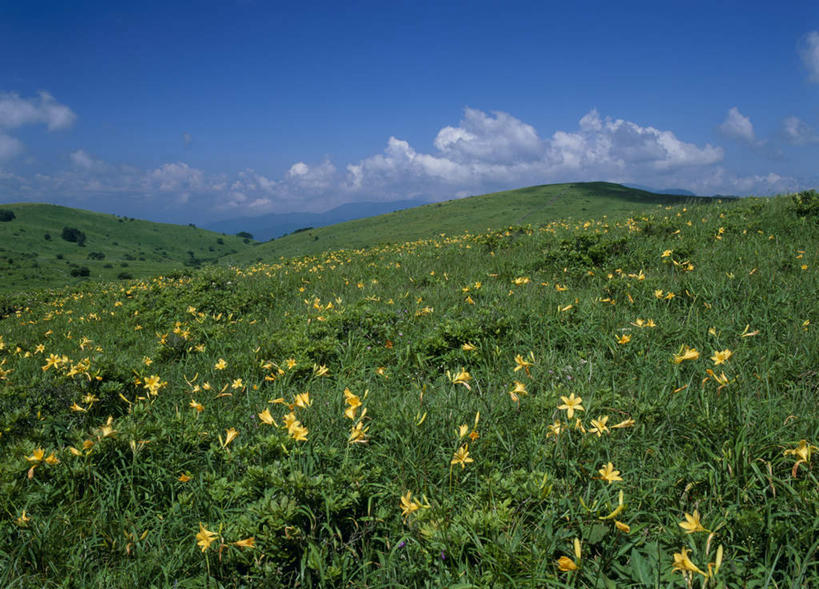 无人,横图,室外,白天,正面,旅游,度假,美景,山,长野县,日本,亚洲,盛开,景观,山峰,云,云朵,山峦,花蕾,云彩,娱乐,花,花瓣,花朵,鲜花,黄色,蓝色,白云,蓝天,天空,自然,天,花苞,花蕊,享受,休闲,景色,放松,自然风光,东亚,本州,本州岛,日本国,中部地方,长野,诹访,诹访市,彩图