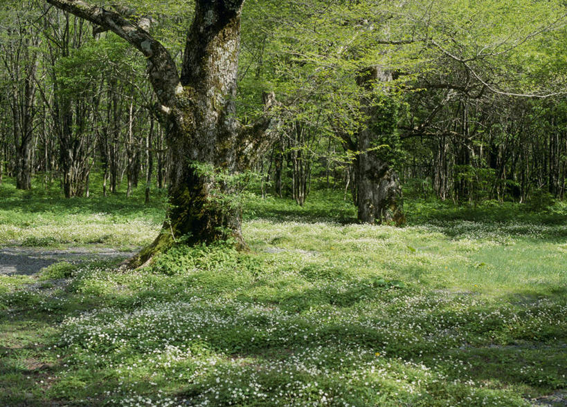 无人,横图,室外,白天,正面,旅游,度假,草地,草坪,美景,植物,风信子,长野县,日本,亚洲,盛开,景观,花蕾,娱乐,草,花,花瓣,花朵,鲜花,树,树干,树木,绿色,自然,花苞,花蕊,享受,休闲,景色,放松,生长,成长,自然风光,东亚,本州,本州岛,日本国,中部地方,长野,上高地,五色水仙,西洋水仙,洋水仙,彩图