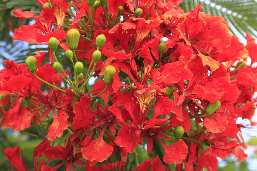 无人,横图,俯视,室外,特写,白天,植物,日本,亚洲,盛开,花蕾,冲绳,花,花瓣,花朵,鲜花,树,树木,红色,绿色,自然,花苞,花蕊,生长,成长,冲绳县,东亚,琉球群岛,日本国,九州地方,凤凰木,红花楹树,凤凰树,火树,红花楹,彩图,高角度拍摄