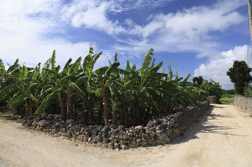 无人,横图,室外,白天,正面,旅游,度假,美景,植物,叶子,日本,亚洲,墙,景观,云,云朵,果树,绿叶,香蕉树,云彩,娱乐,冲绳,石墙,墙壁,墙面,树,树木,蓝色,绿色,白云,蓝天,天空,自然,天,享受,休闲,嫩叶,景色,放松,生长,成长,冲绳县,自然风光,东亚,琉球群岛,日本国,九州地方,八重山群岛,西表岛,叶,叶片,彩图,竹富町