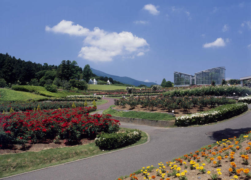 无人,横图,室外,白天,正面,旅游,度假,美景,道路,路,公路,玫瑰,日本,亚洲,盛开,景观,云,云朵,交通,花蕾,云彩,娱乐,花,花瓣,花朵,鲜花,蓝色,白云,蓝天,天空,自然,天,花苞,花蕊,享受,休闲,景色,放松,自然风光,东亚,本州,茨城,茨城县,关东地方,本州岛,日本国,县厅,马路,彩图,水户,水户市,水戸,水戸市