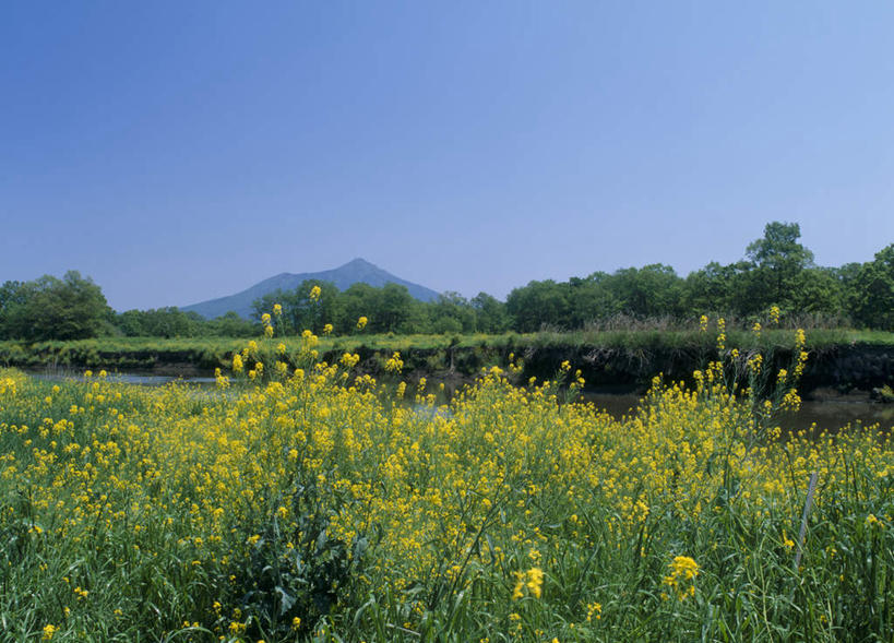 无人,横图,室外,白天,正面,旅游,度假,草地,草坪,花海,花圃,河流,美景,山,水,植物,叶子,日本,亚洲,盛开,河水,景观,山峰,水流,山峦,花蕾,娱乐,草,花,花瓣,花朵,鲜花,绿色,自然,花丛,花束,花田,花苞,花蕊,油菜花,享受,休闲,景色,放松,自然风光,东亚,本州,茨城,茨城县,关东地方,本州岛,日本国,县厅,彩图,水户,水户市,水戸,水戸市