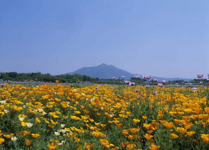 无人,横图,室外,白天,正面,旅游,度假,花海,花圃,美景,山,山脉,罂粟,叶子,日本,亚洲,盛开,景观,山峰,山峦,花蕾,娱乐,花,花瓣,花朵,鲜花,蓝色,绿色,蓝天,天空,自然,花丛,花束,花田,群山,天,花苞,花蕊,享受,休闲,橙色,景色,放松,晴朗,自然风光,东亚,本州,万里无云,茨城,茨城县,关东地方,本州岛,日本国,县厅,冰岛罂粟,冰岛虞美人,橘黄罂粟,裸茎罂粟,小罂粟,岩罂粟,野罂粟,晴空,晴空万里,彩图,水户,水户市,水戸,水戸市