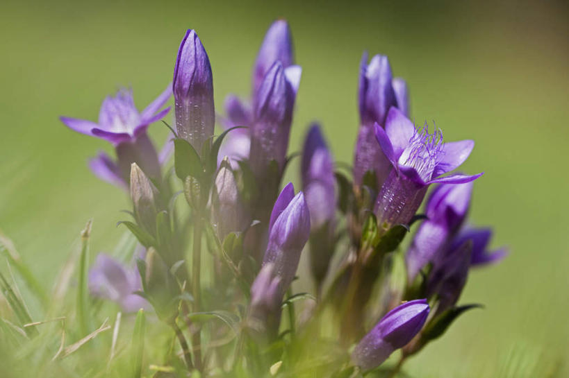无人,横图,俯视,室外,特写,白天,旅游,度假,草地,草坪,美景,植物,德国,欧洲,朦胧,模糊,盛开,景观,花蕾,娱乐,草,花,花瓣,花朵,鲜花,绿色,紫色,自然,花苞,花蕊,享受,休闲,景色,放松,西欧,自然风光,德意志联邦共和国,巴伐利亚,巴伐利亚州,拜恩州,拜恩自由州,彩图,高角度拍摄