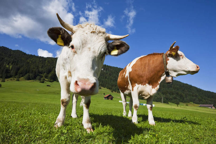 无人,站,横图,室外,白天,仰视,旅游,度假,草地,草坪,美景,植物,牛,德国,欧洲,朦胧,模糊,景观,云,云朵,云彩,注视,娱乐,草,树,树木,蓝色,绿色,白云,蓝天,天空,自然,动物,天,观察,看,站着,享受,休闲,家畜,景色,放松,牲畜,生长,晴朗,成长,观看,察看,两匹,西欧,关注,自然风光,德意志联邦共和国,巴伐利亚,巴伐利亚州,拜恩州,拜恩自由州,晴空,站立,彩图,低角度拍摄,全身