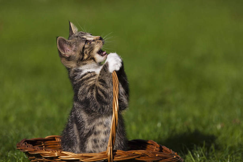 无人,跪,交叉,横图,室外,特写,白天,侧面,草地,草坪,植物,竹子,宠物,猫,竹制,节日,朦胧,模糊,编织,篮子,文化,草,绿色,动物,竹篮,祈祷,握拳,张嘴,健康,可爱,许愿,宗教,信仰,纪念,竹条,祈求,交织,竹制品,猫咪,张大嘴巴,穿插,平安,张开嘴,跪着,抬头,仰头,彩图,全身