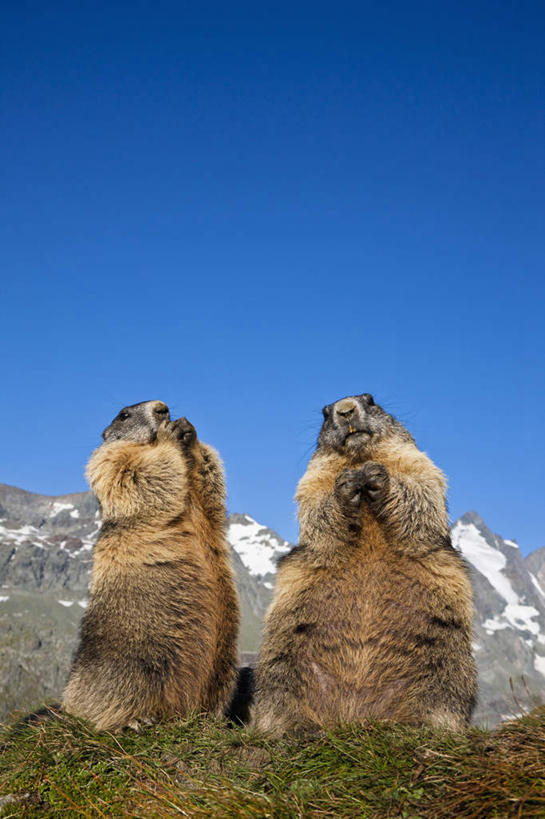 无人,站,竖图,室外,白天,仰视,旅游,度假,草地,草坪,美景,山,雪,雪山,植物,大雪,野生动物,奥地利,欧洲,冰,积雪,景观,山峰,雪景,冬季,冬天,山峦,祝福,注视,娱乐,草,虔诚,蓝色,绿色,蓝天,天空,自然,动物,天,观察,看,祈祷,双手合十,站着,两只,享受,休闲,景色,放松,寒冷,可爱,活泼,晴朗,观看,察看,冰冷,关注,自然风光,土拨鼠,感谢,合掌,中欧,旱獭,万里无云,合十礼,合掌礼,合十,莲华合掌,感恩,严寒,奥地利共和国,天竺鼠,冰凉,酷寒,凛冽,凛凛,极冷,大格洛克纳山,格洛克纳山,晴空,晴空万里,站立,彩图,低角度拍摄,全身